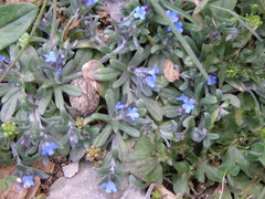 Buglossoides incrassata