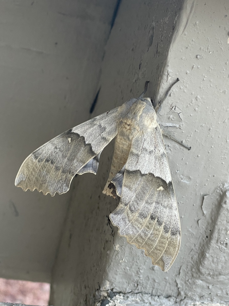 Western Poplar Sphinx from Longmont, CO, USA on July 26, 2023 at 07:34 ...