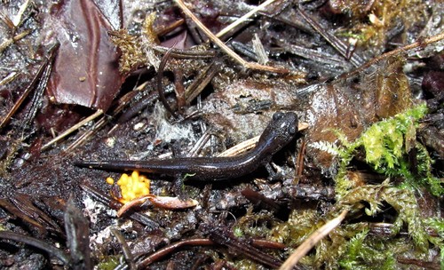 Plethodon stormi