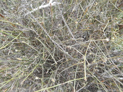 Lacomucinaea lineata