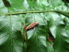 Sphenocorynes kosempoensis