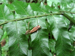 Sphenocorynes kosempoensis