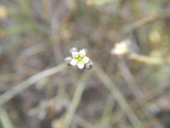 Lacomucinaea lineata
