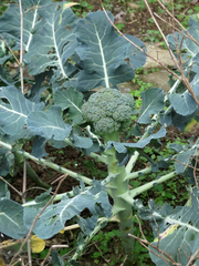 Brassica oleracea italica