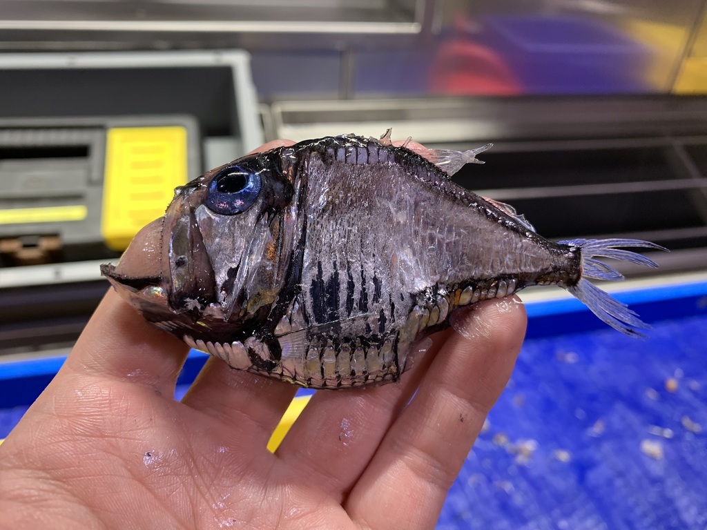 Silver Hatchetfish