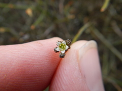 Lacomucinaea lineata