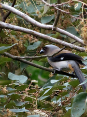 Dendrocitta formosae formosae