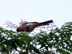 Dendrocitta formosae formosae
