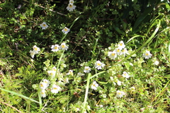 Euphrasia petriei
