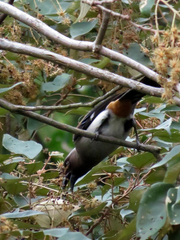 Dendrocitta formosae formosae
