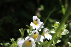 Euphrasia petriei