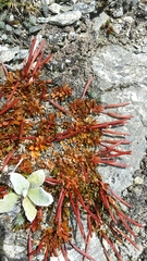Epilobium tasmanicum