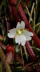 Epilobium tasmanicum