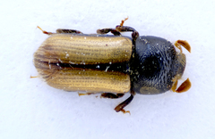 Trypodendron domesticum