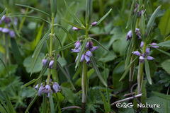 Polygonatum curvistylum