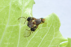 Anomoia purmunda
