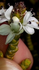 Veronica hectorii demissa