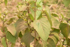 Clerodendrum infortunatum
