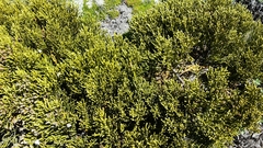 Veronica hectorii demissa