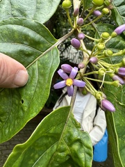 Lycianthes synanthera image