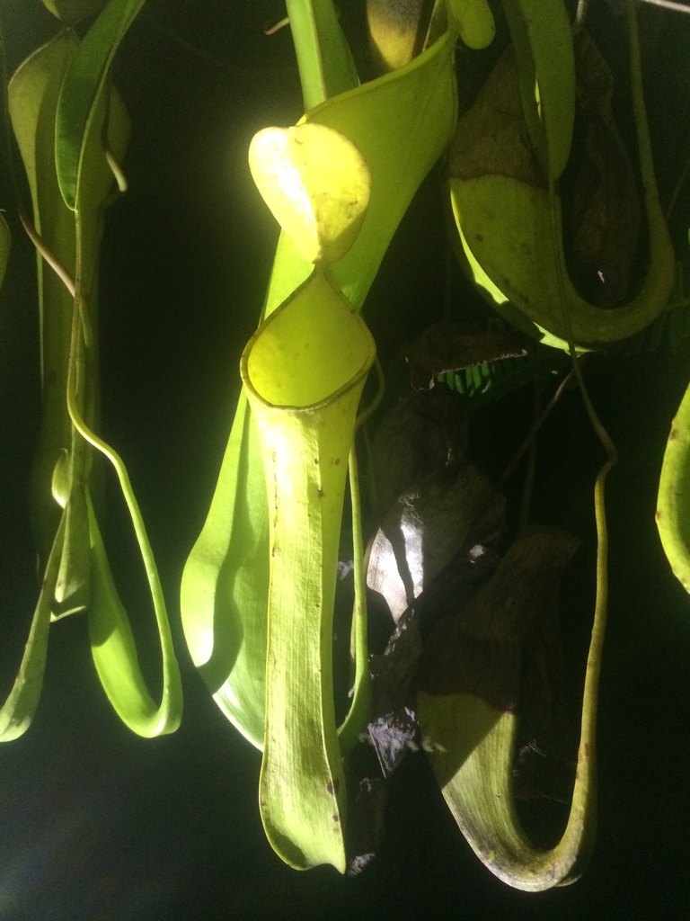 Nepenthes reinwardtiana, Borneo, Kabupaten Banjar, South Kalimantan, ID