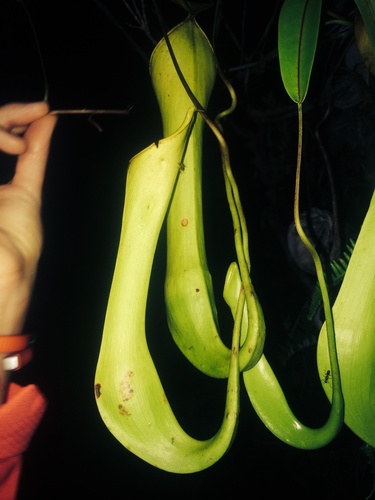 Nepenthes reinwardtiana