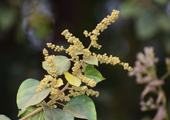 Mallotus repandus