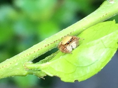 Salticidae