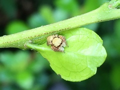 Salticidae