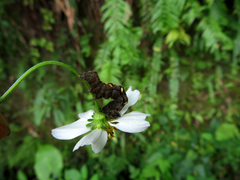 Thysanoplusia reticulata