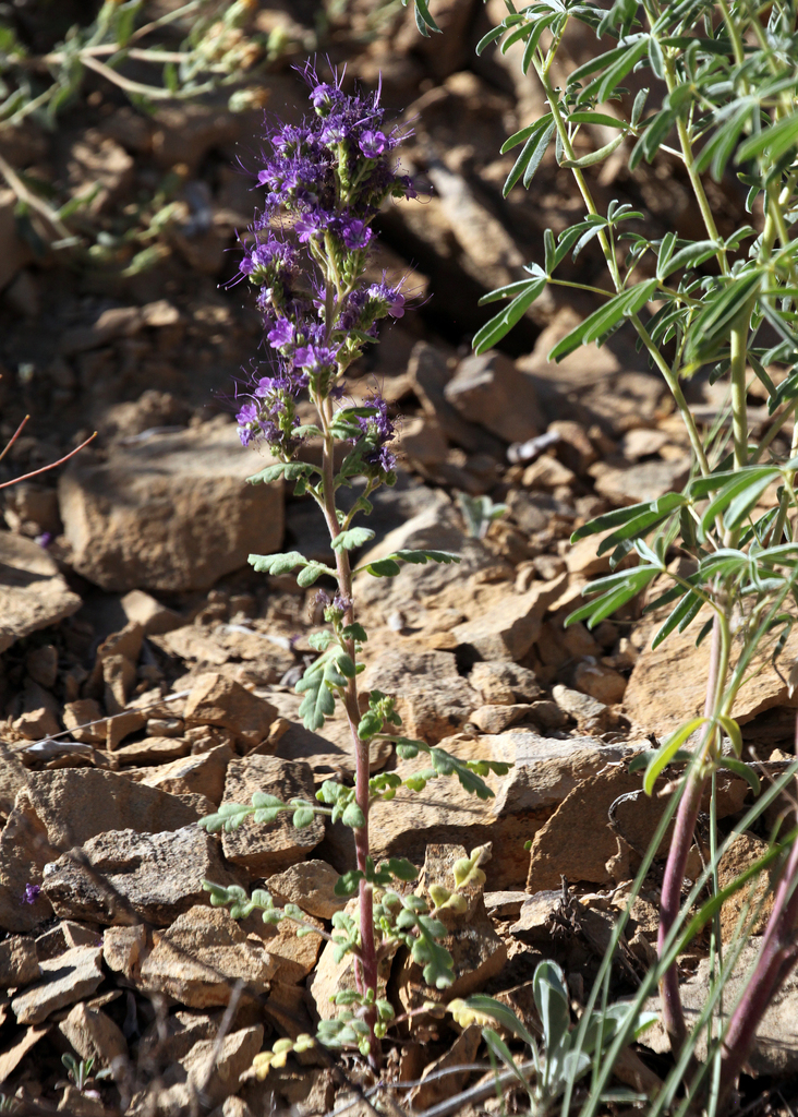 Desert Glandular Phacelia