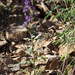 Phacelia deserta - Photo (c) Ernie Marx, algunos derechos reservados (CC BY-NC), subido por Ernie Marx