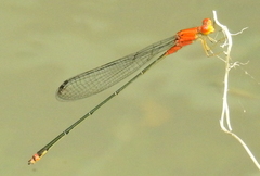 Pseudagrion pilidorsum declaratum