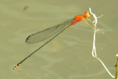 Pseudagrion pilidorsum declaratum