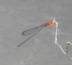 Pseudagrion pilidorsum declaratum