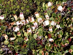Gaultheria nubicola