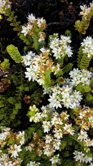 Veronica buchananii