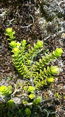 Veronica buchananii