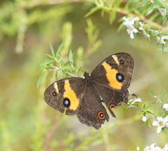 Tisiphone abeona albifascia