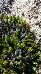 Celmisia ramulosa tuberculata