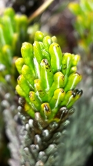 Celmisia ramulosa tuberculata