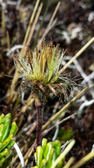 Celmisia ramulosa tuberculata