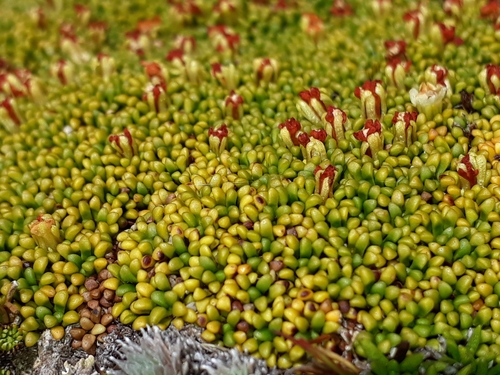 Phyllachne rubra (Phyllachne rubra)