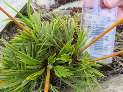 Aciphylla monroi