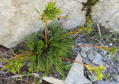 Aciphylla monroi