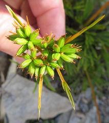 Aciphylla monroi
