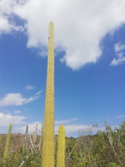Cephalocereus nudus
