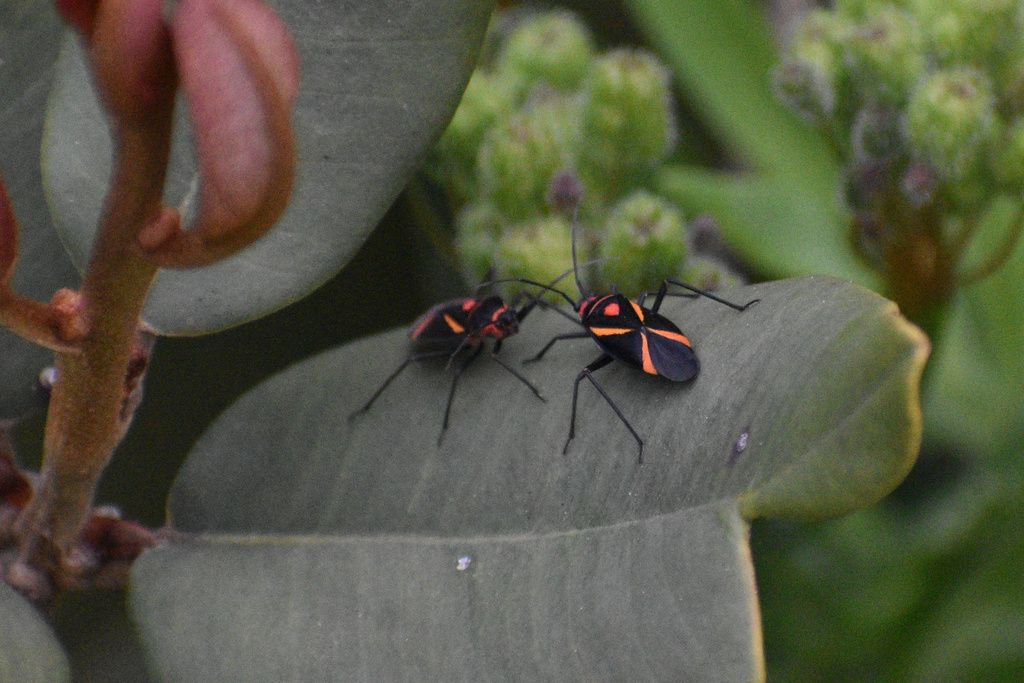 Eurylomata picturata
