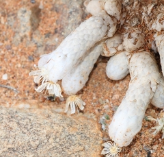 Anacampseros papyracea