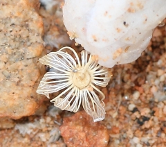 Anacampseros papyracea